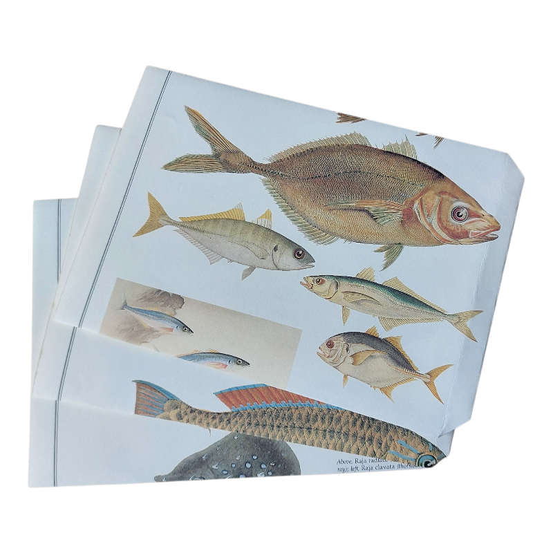 cadeauzakjes met vissen erop